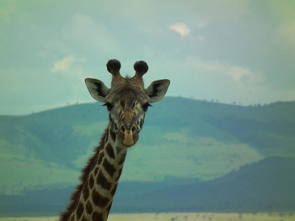 Giraffe - Look at her long eyelashes