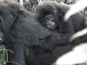 8 month old baby gorilla holding onto mom