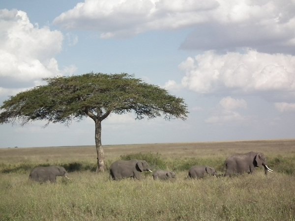Elephants under the Acacia Tree