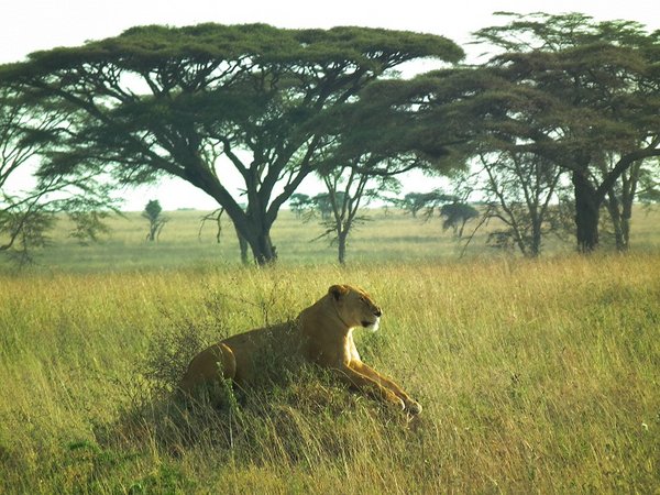 Lioness sunbathing