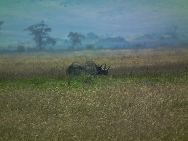 A Rhino in the Ngorongoro Crater
