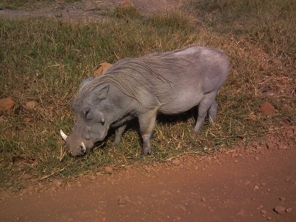 A Warthog in the Crater