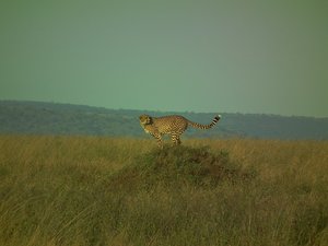 A Cheetah in the Serengeti