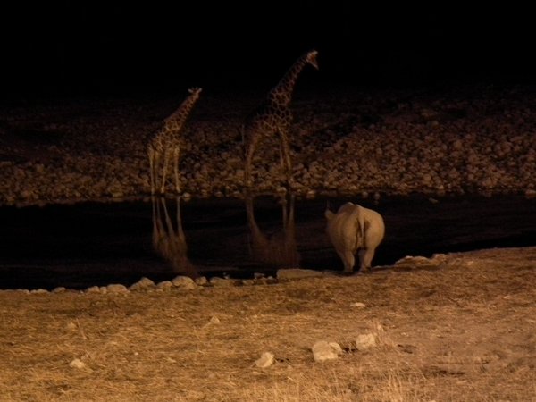 Giraffes and a Rhino at a night-time water hole