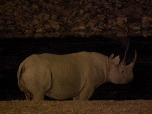 Rhino at a night time water hole