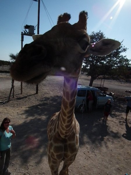 A Giraffe greeted us at the Cheetah Park
