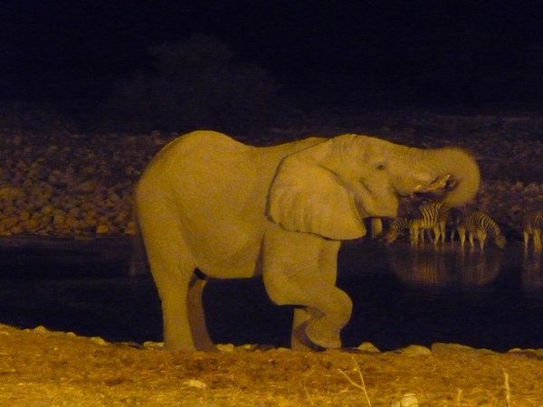 Elephant at the night time water hole