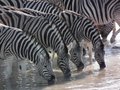 Zebras drinking at a water hole