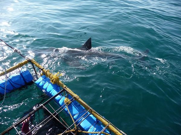 A Great White Shark 6 inches from the cage we were in