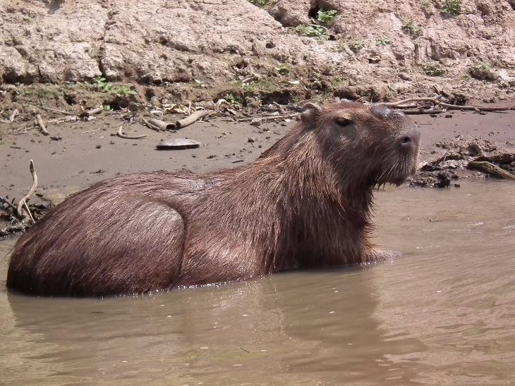 Capibara - The world´s biggest rodent