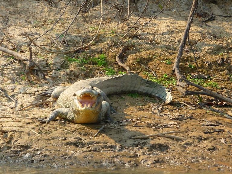 Alligator in the Amazon