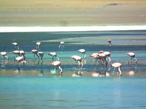 Flamingos on a Salt Lake at 12000 Ft.