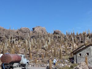 60 foot tall cacti on an island in the salt desert
