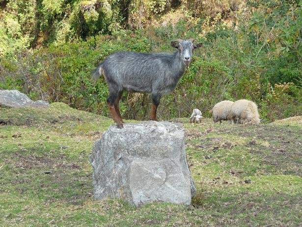 Goat on the Santa Cruz trek in the Cordillera Blancas