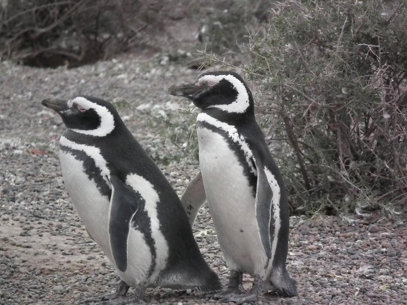 Penguins at Puerto Madryn