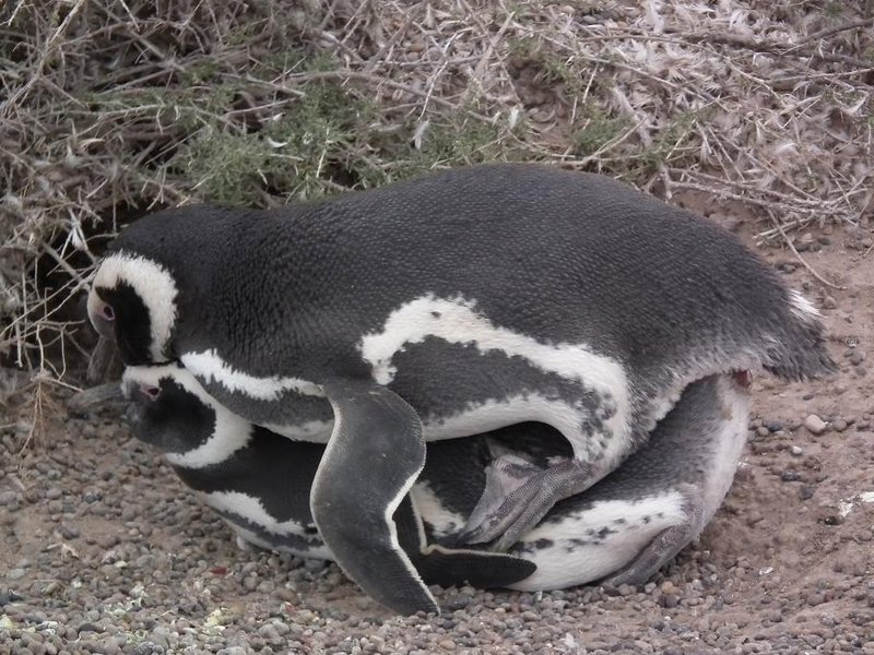 Mating Penguins