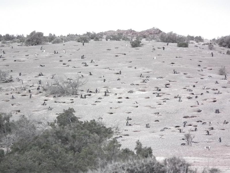 Hundreds of thousands of penguins