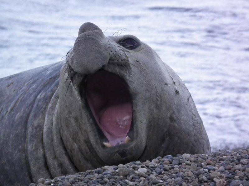 Elephant Seal at Puerto Madryn
