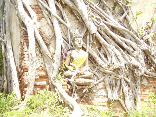Buddha in front of some roots