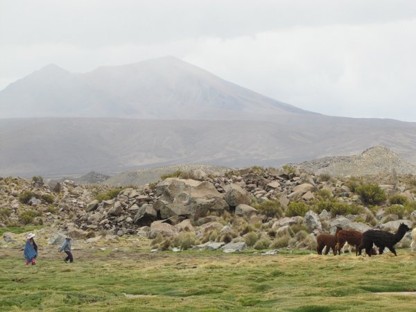 highland herders