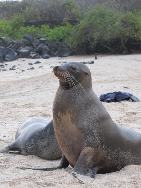 posing seal