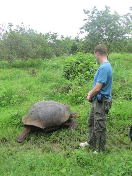 tortoise getting disturbed