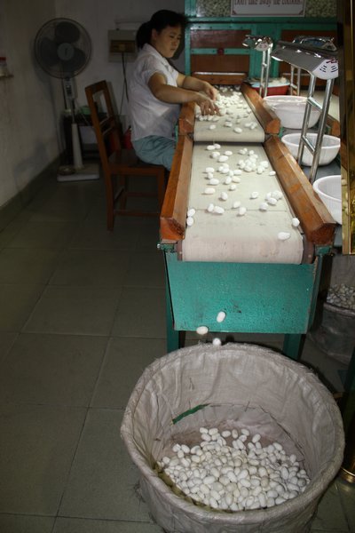 Sorting the cocoons