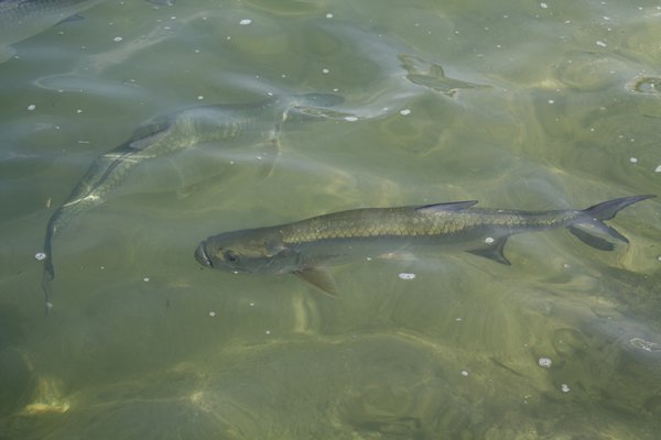 Huge tarpons swam in the water below the Caylpso Grill