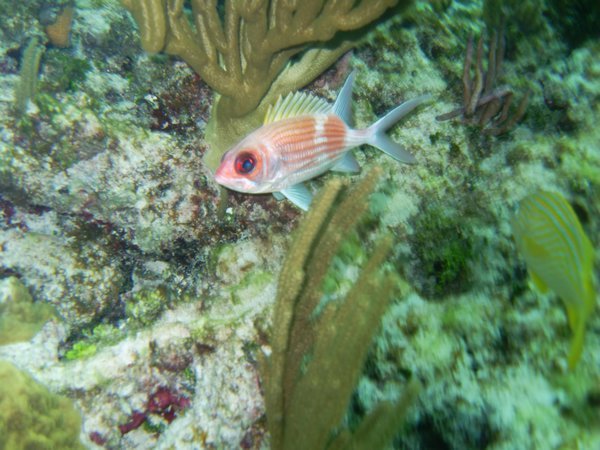 Squirrelfish