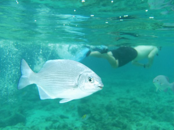A Bermuda chub fish swims close by