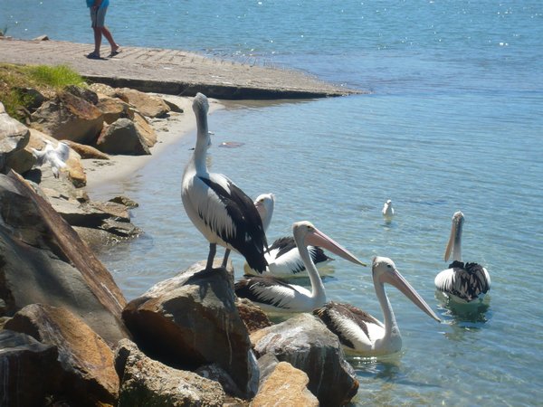 Pelican galore