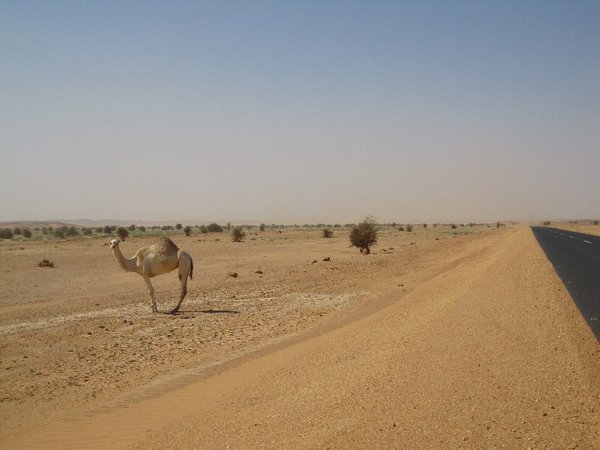 mini-Sudan  118