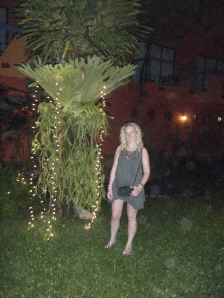 Fairy lights & Palm Trees