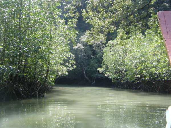 Going through the Mangroves