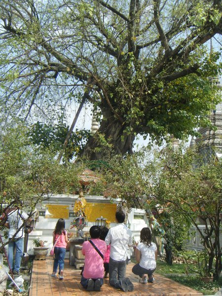 People praying to the Lucky Tree