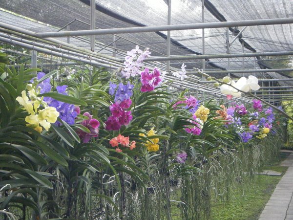 Rows of flowers