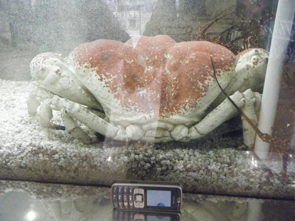 Giant crab - look at my phone in comparison!