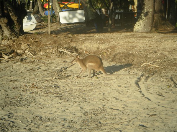 Kangaroo on the beach