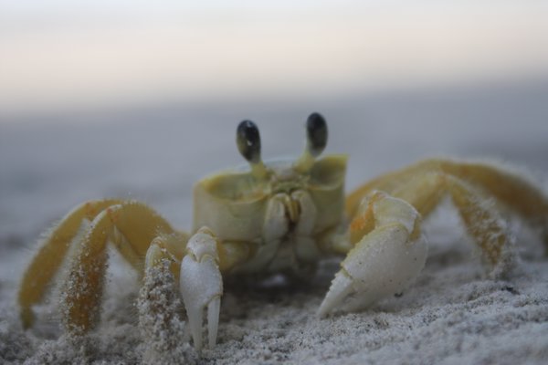 cute little crab