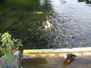 Fish, turtles and ducks in Ueno.
