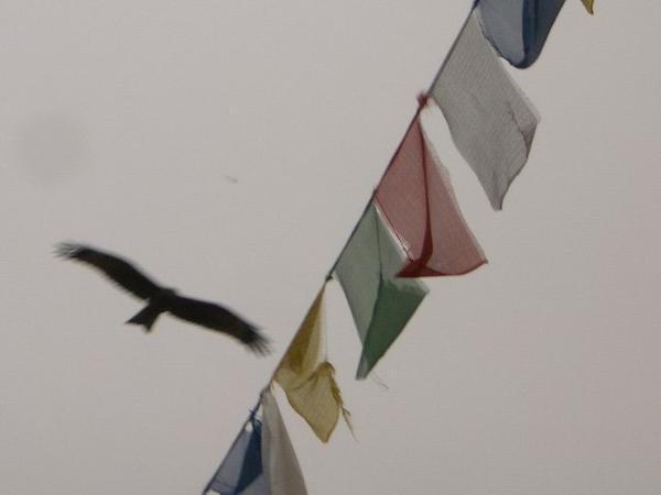 Falcon and Flags