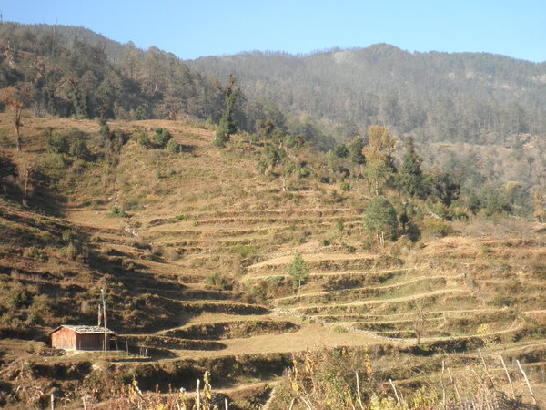 Rice Terraced Hills
