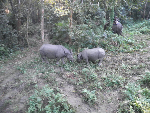 Rhino baby and mommy