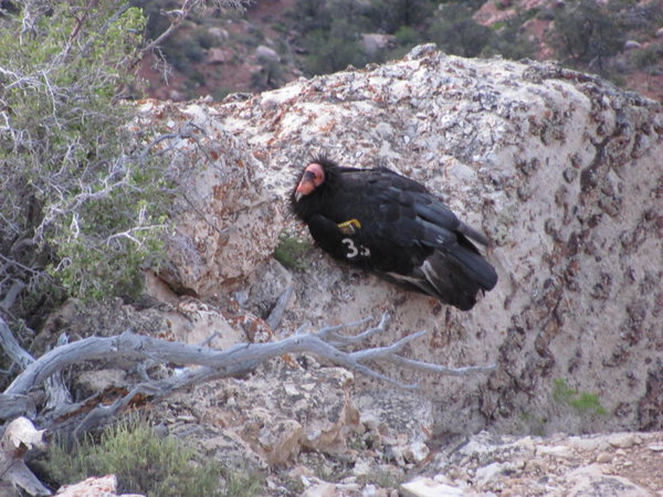 Condor in the Grand Canyon!