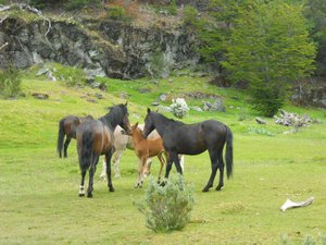Nationaal park Tierra del Fuego