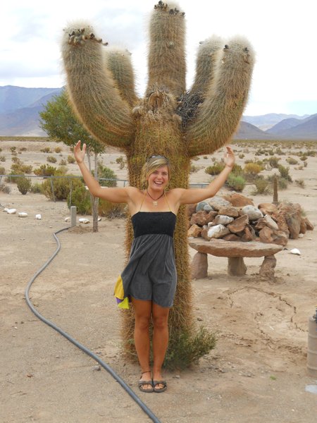 Zoek de echte cactus