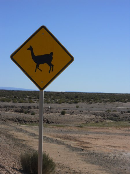 Pas op! Overstekende lama's
