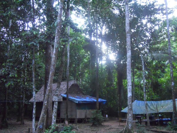 jungle lodge