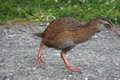 Kiawa Bird