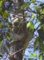 How does a Koala stays up in a tree for so long? 